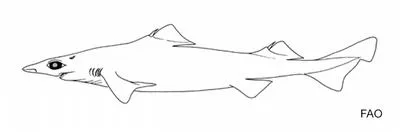 Blackfin gulper shark (Centrophorus isodon)