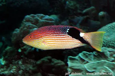 Blackfin hogfish (Bodianus loxozonus)