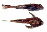 Blackfin hookear sculpin (Artediellichthys nigripinnis)
