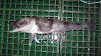 Blackfin icefish (Chaenocephalus aceratus)