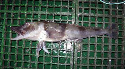 Blackfin icefish (Chaenocephalus aceratus)
