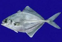 Blackfin jack (Hemicaranx zelotes)
