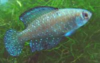 Blackfin pearlfish (Austrolebias nigripinnis)