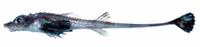 Blackfin poacher (Bathyagonus nigripinnis)