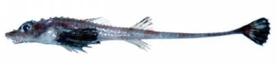 Blackfin poacher (Bathyagonus nigripinnis)