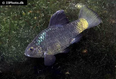 Blackfin pupfish (Cyprinodon beltrani)