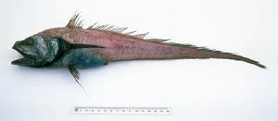Blackfin rat tail (Bathygadus furvescens)