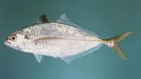 Blackfin scad (Alepes melanoptera)