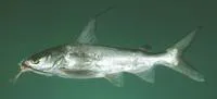 Blackfin sea catfish (Arius jella)