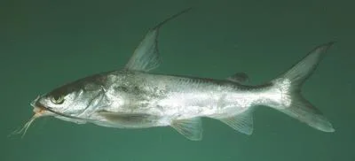 Blackfin sea catfish (Arius jella)