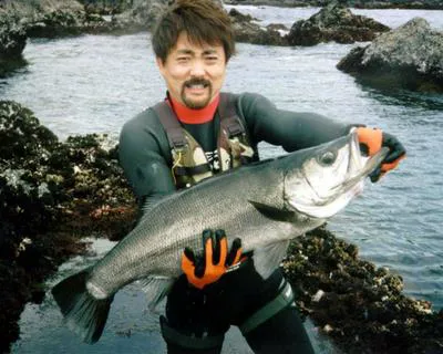 Blackfin seabass (Lateolabrax latus)