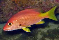 Blackfin snapper (Lutjanus buccanella)