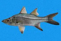 Blackfin snook (Centropomus medius)