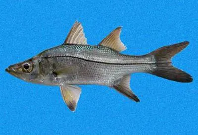 Blackfin snook (Centropomus medius)