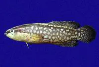 Blackfin soapfish (Rypticus nigripinnis)