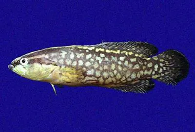 Blackfin soapfish (Rypticus nigripinnis)