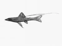 Blackfin spiderfish (Bathypterois phenax)