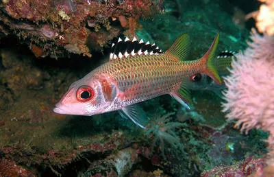 Blackfin squirrelfish (Neoniphon opercularis)