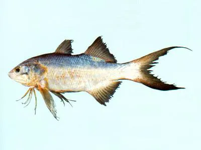 Blackfin threadfin (Polydactylus nigripinnis)