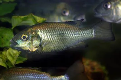 Blackfin tilapia (Sarotherodon linnellii)
