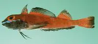 Blackfin triplefin (Helcogramma fuscopinna)