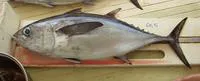Blackfin tuna (Thunnus atlanticus)
