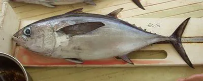 Blackfin tuna (Thunnus atlanticus)
