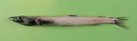 Blackfin waryfish (Scopelosaurus lepidus)