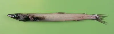 Blackfin waryfish (Scopelosaurus lepidus)