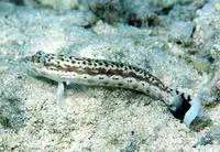 Blackflag sandperch (Parapercis signata)