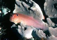 Blackflap blenny (Cirripectes auritus)