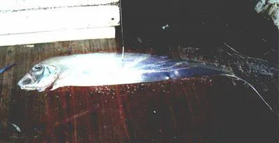 Blackflash ribbonfish (Trachipterus jacksonensis)