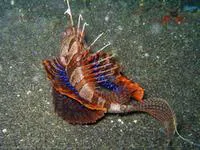 Blackfoot firefish (Parapterois heterura)