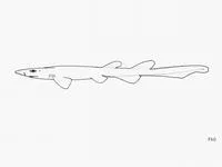 Blackgill catshark (Parmaturus melanobranchus)