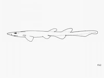 Blackgill catshark (Parmaturus melanobranchus)