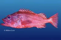 Blackgill rockfish (Sebastes melanostomus)