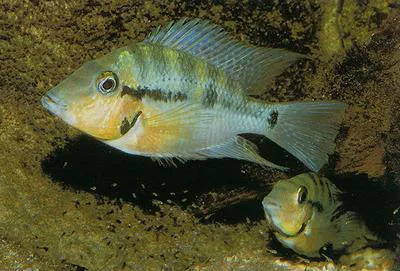 Blackgullet cichlid (Thorichthys pasionis)