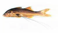 Blackhand paradise fish (Polynemus melanochir melanochir)