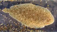 Blackhand sole (Pegusa nasuta)