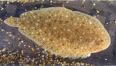 Blackhand sole (Pegusa nasuta)