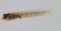 Blackhead blenny (Emblemariopsis bahamensis)