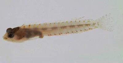 Blackhead blenny (Emblemariopsis bahamensis)
