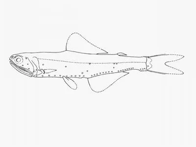 Blackhead lanternfish (Lampichthys procerus)