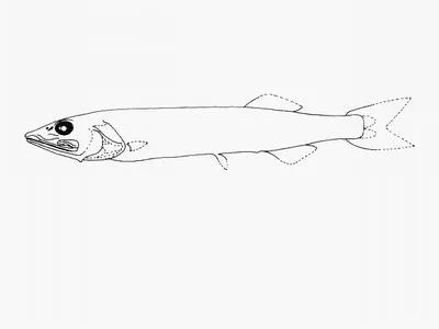 Blackhead salmon (Narcetes stomias)
