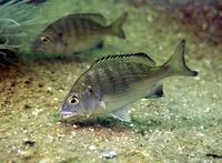 Blackhead seabream (Acanthopagrus schlegelii schlegelii)