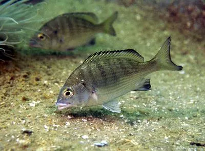 Blackhead seabream (Acanthopagrus schlegelii schlegelii)
