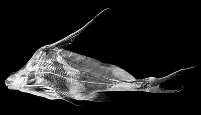 Blacklancer catfish (Bagrichthys hypselopterus)