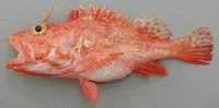 Blacklash scorpionfish (Pontinus nigerimum)