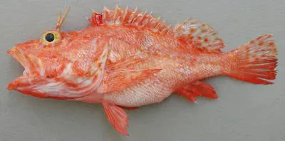 Blacklash scorpionfish (Pontinus nigerimum)
