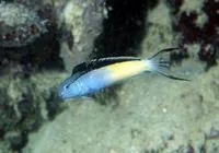 Blackline fangblenny (Meiacanthus nigrolineatus)